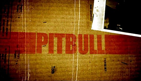 Pitbull
