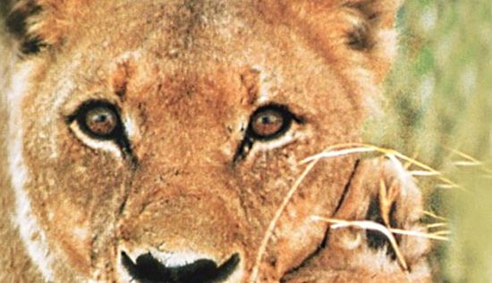 Born Free