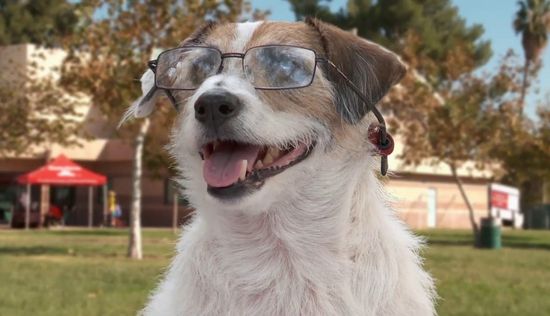 A Doggone