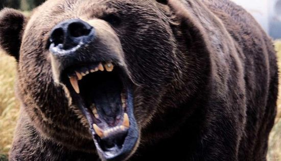 Grizzly