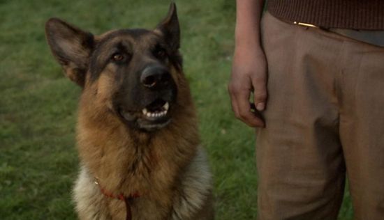 Snuf de Hond Collectie