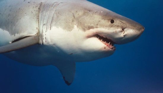Sharkwater
