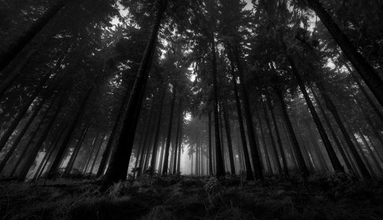 Dark Woods