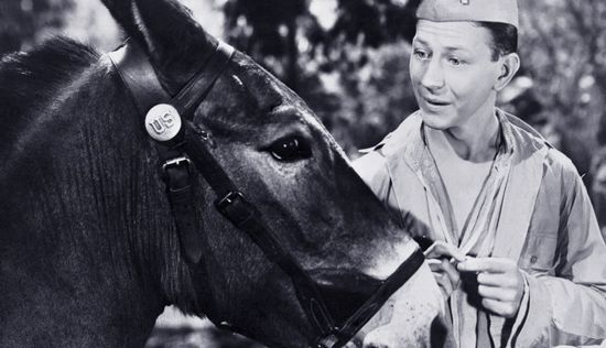 Francis the Talking Mule