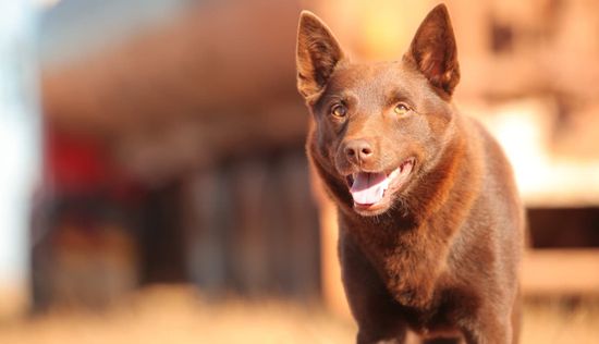 Red Dog
