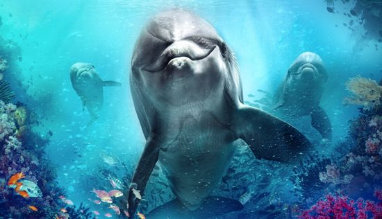 Bernie the Dolphin