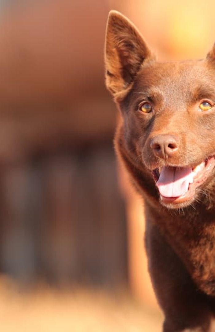 Red Dog background
