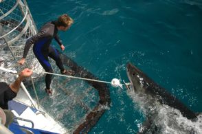 Philippe Cousteau Jr.