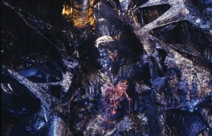 Barbara Coles in Aliens (1986)