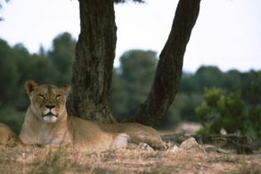 Serge Ioan Celebidachi