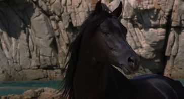 Cass-Olé in The Black Stallion (1979)