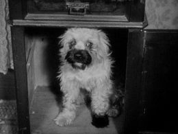 Laughing Gravy in Laughing Gravy (1930)