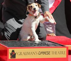 Omar Von Muller and Uggie at an event for The Artist (2011)