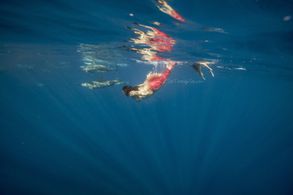 Mermaid skills about a mile offshore, Kona, Hawaii