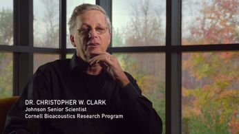 Christopher W. Clark in Racing Extinction (2015)