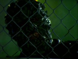 Jason Hopley in Goosebumps (1995)