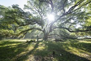Daisy Edgar-Jones in Where the Crawdads Sing (2022)