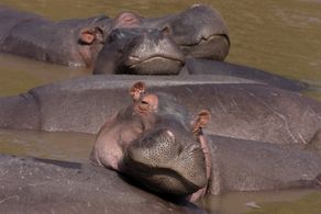Keith Scholey in African Cats (2011)