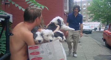 Al Pacino and Jill Senter in Serpico (1973)