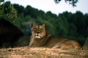 Serge Ioan Celebidachi