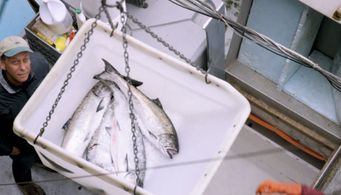 Paul Greenberg in Frontline (1983)