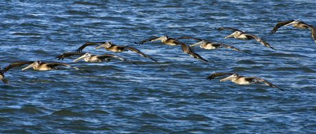 Pelicans Soaring (Pelican Dreams)