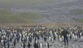 Skye Fitzgerald, Director - Antarctic