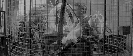 Daniel Ivernel and Hardy Krüger in Sundays and Cybèle (1962)