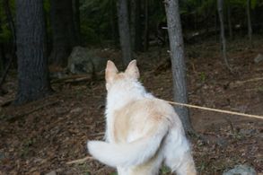 Mikey in It Comes at Night (2017)