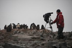 Dena films Adelie penguins in Antarctica