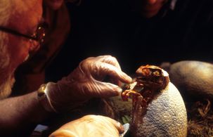 Richard Attenborough in Jurassic Park (1993)