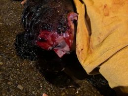 José Alfredo Fernandez