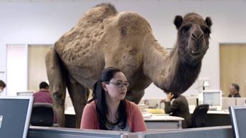Geico - Hump Day
