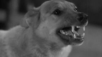 Lightning in White Fang (1936)