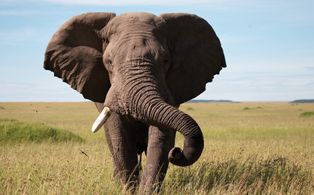 Keith Scholey in African Cats (2011)