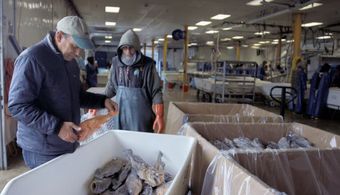 Paul Greenberg in Frontline (1983)