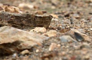 Serge Ioan Celebidachi