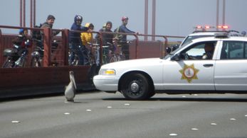 Gigi on the Golden Gate Bridge (a still from Pelican Dreams)