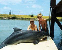 Luke Halpin, Tommy Norden, and Flipper in Flipper (1964)