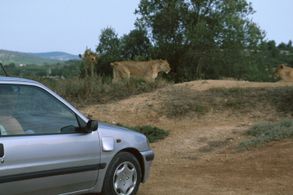 Serge Ioan Celebidachi