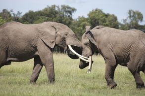 Keith Scholey in African Cats (2011)