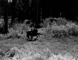 Janet Chandler in Born to Fight (1932)