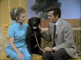 Mike Connors and Betty White in The Pet Set (1971)