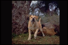 Spike in Old Yeller (1957)