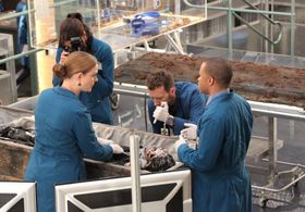 Eugene Byrd, Michaela Conlin, Emily Deschanel, and T.J. Thyne in Bones (2005)
