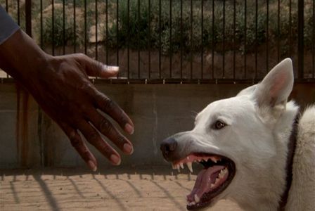 Sam Laws in White Dog (1982)
