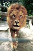 Caesar the Lion