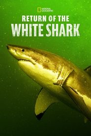 Return of the White Shark