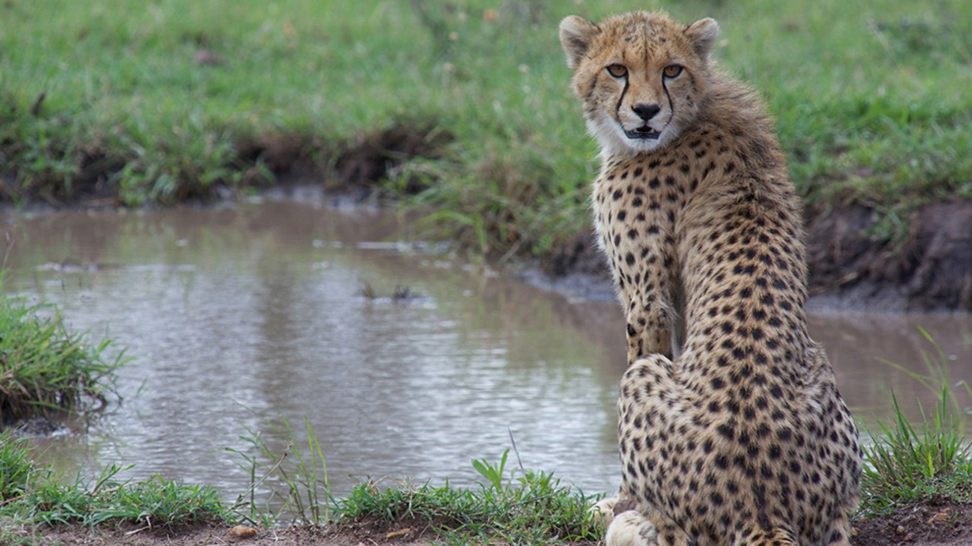 Secret Life of Predators background