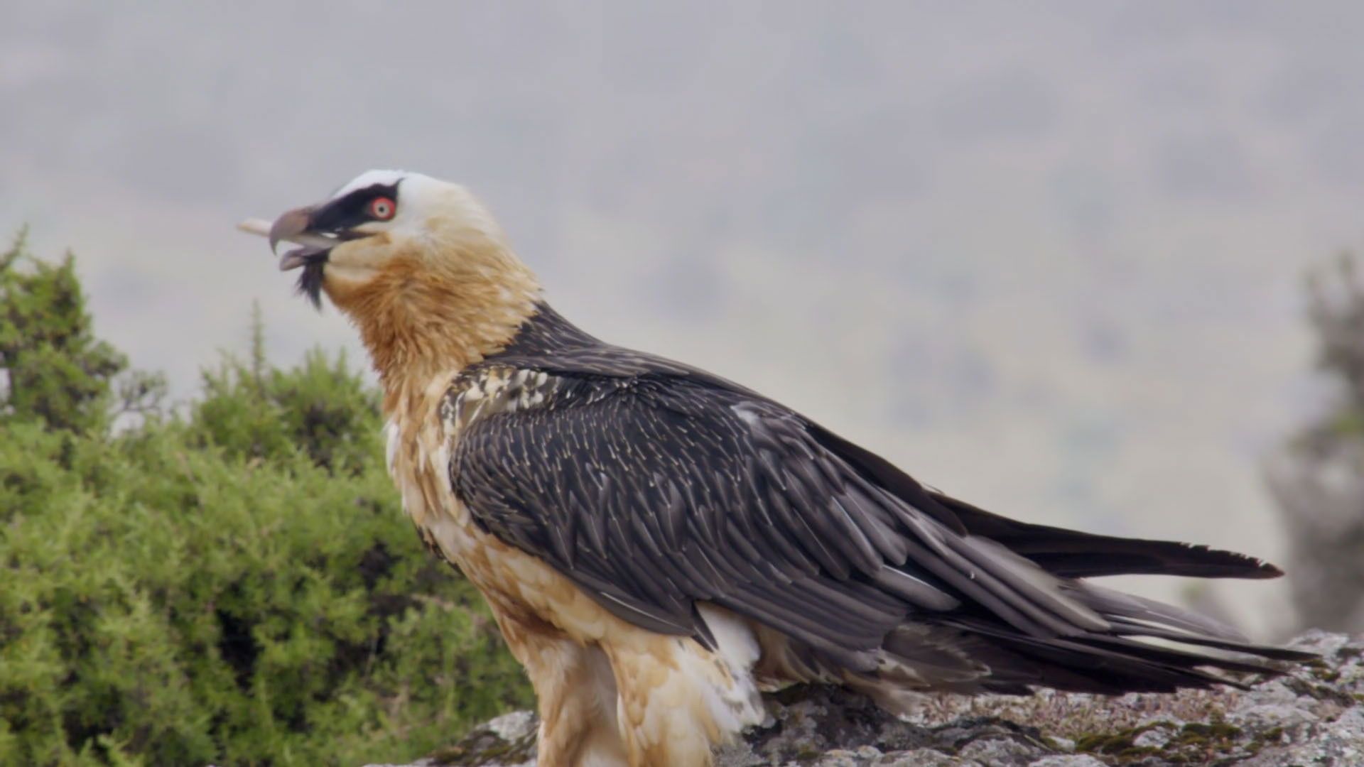 Extreme Africa background